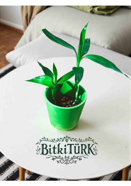 -Seramik Saksıda Kil Bilye Kültüründe 2 Adet Mini Şans Bambusu