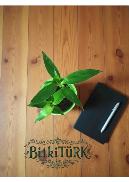 -Seramik Saksıda Kil Bilye Kültüründe 2 Adet Mini Şans Bambusu fiyatları