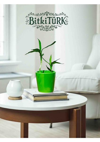 -Seramik Saksıda Kil Bilye Kültüründe 2 Adet Mini Şans Bambusu modelleri