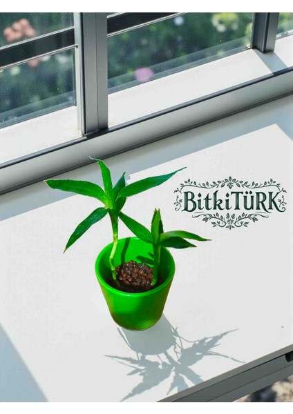 -Seramik Saksıda Kil Bilye Kültüründe 2 Adet Mini Şans Bambusu fırsatları