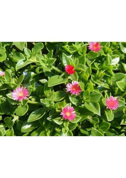 BUZ ÇİÇEĞİ 45 ADET - MEZARLIK KABİR ÇİÇEĞİ