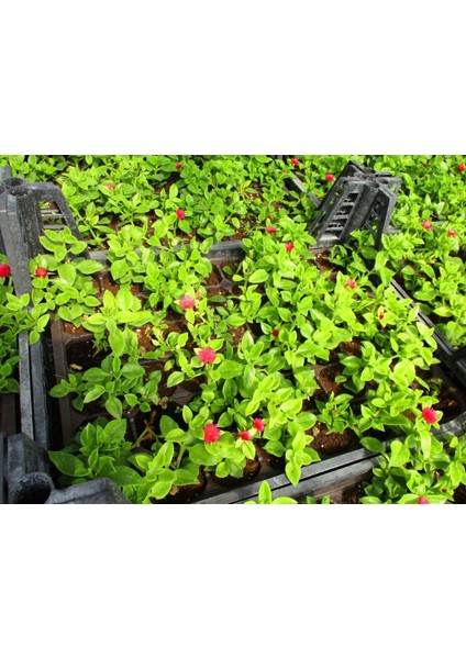 BUZ ÇİÇEĞİ 45 ADET - MEZARLIK KABİR ÇİÇEĞİ fırsatları