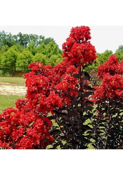 Oya Ağacı Black Diamond Best Red Siyah Yapraklı Kırmızı Çiçekli Oya Ağacı 1-2 Yaş