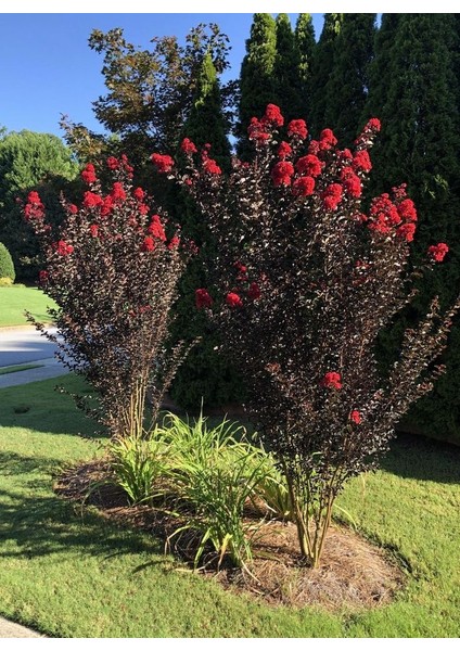 Oya Ağacı Black Diamond Best Red Siyah Yapraklı Kırmızı Çiçekli Oya Ağacı 1-2 Yaş fiyatları