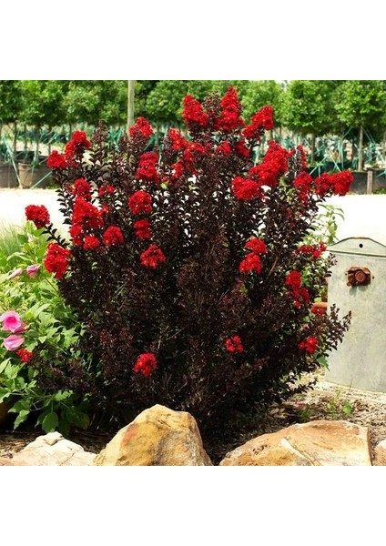 Oya Ağacı Black Diamond Best Red Siyah Yapraklı Kırmızı Çiçekli Oya Ağacı 1-2 Yaş modelleri