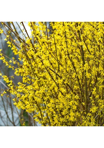 Bodur Altın Çanak Forsythia 'mini Gold' 1-2 Yaş fiyatları