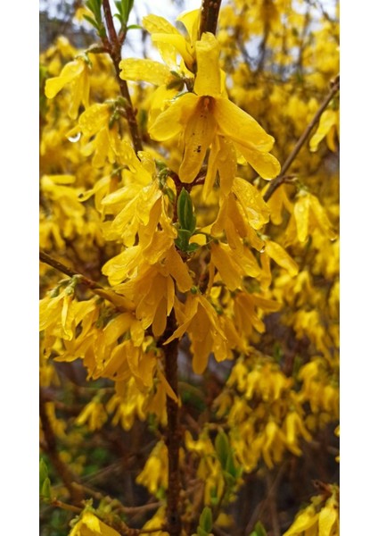 Bodur Altın Çanak Forsythia 'mini Gold' 1-2 Yaş modelleri