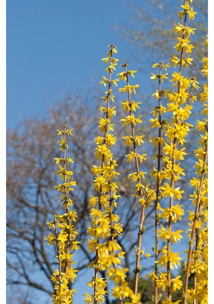 Bodur Altın Çanak Forsythia 'mini Gold' 1-2 Yaş fırsatları