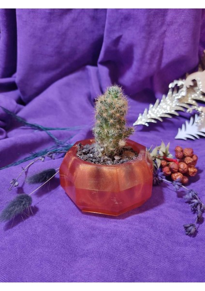 Turuncu Küçük Takı ve Boncuk Kutusu, Şık Saklama ve Hediye Seçeneği indirimleri