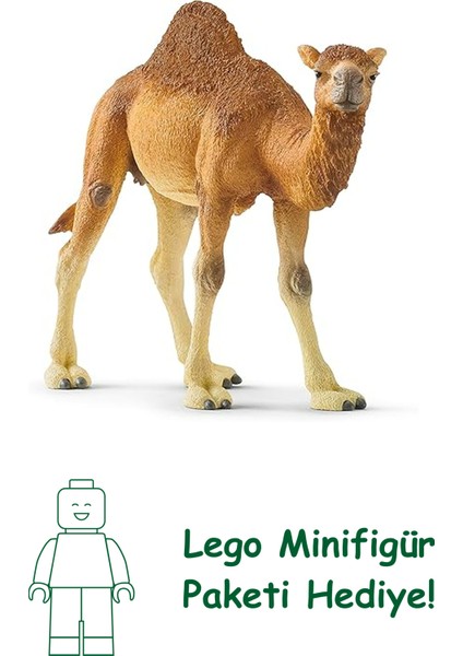 Schleich 14832 Hörgüçlü Deve Oyuncak Figürü, Çok Renkli