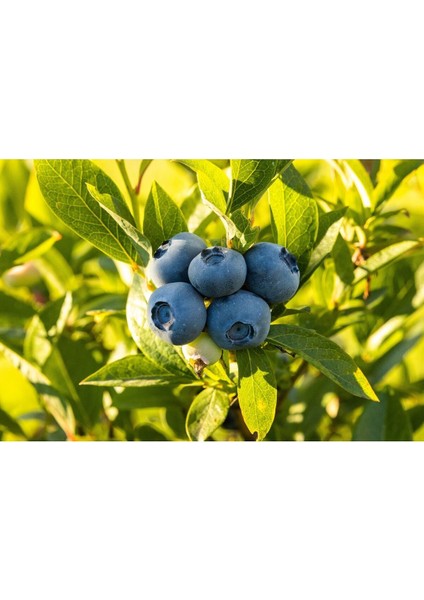 Yaban Mersini (Blueberry, Likapa) 1000 gr fiyatları