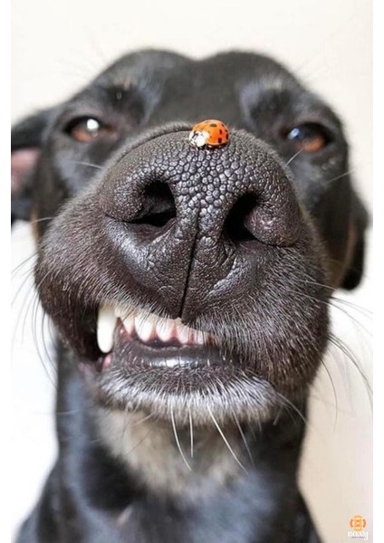 Şirin Köpek V11 Ev Duvar Salon Güzellik Salonu Ofis Dükkan Dekarasyon Kanvas Tablo fiyatları