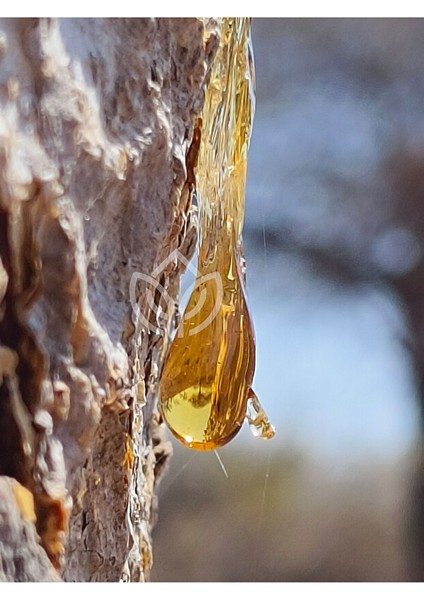 Günlük Sakızı 100 Gram Ermiş Attar fırsatları