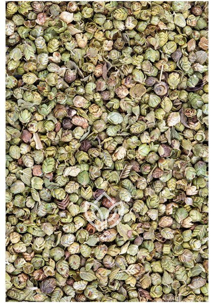 Bilya Kekik 15 Gram Ermiş Attar modelleri