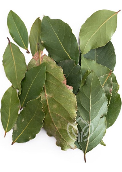 Defne Yaprağı 5 Gram Ermiş Attar modelleri