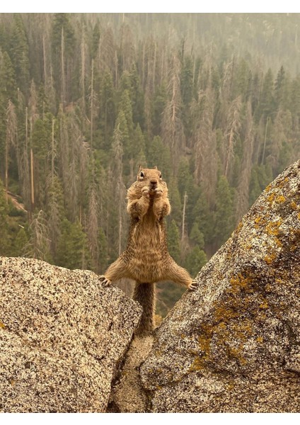 Hayata Tutunan Sincap V1 Ev Duvar Salon Güzellik Salonu Ofis Dükkan Dekarasyon Kanvas Tablo fiyatları