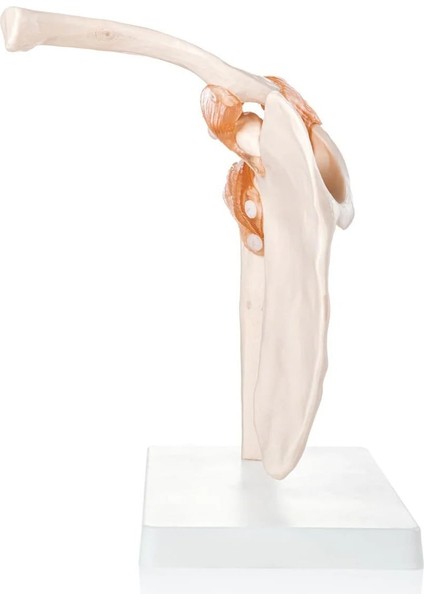 Omuz Eklemi Modeli - Omuz Eklemi Maketi fiyatları