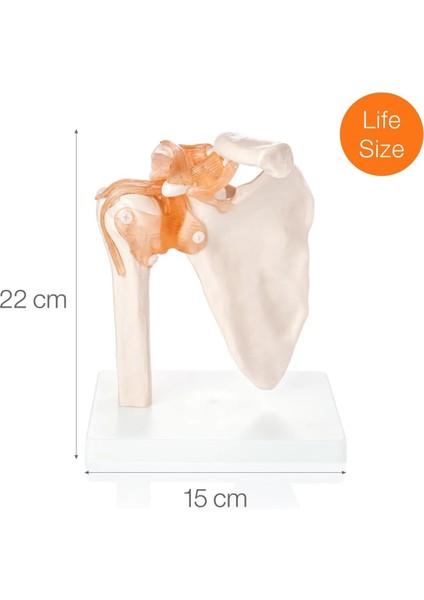 Omuz Eklemi Modeli - Omuz Eklemi Maketi modelleri