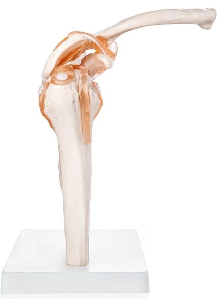 Omuz Eklemi Modeli - Omuz Eklemi Maketi fırsatları