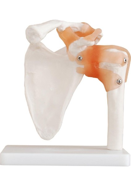 Omuz Eklemi Modeli - Omuz Eklemi Maketi indirimleri