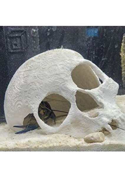 Kuru Kafa Balık Süsü 16 cm Çap Akvaryum Dekorasyonu İçin Beyaz