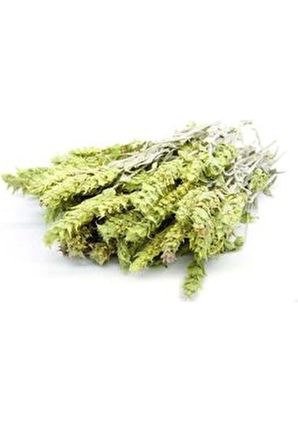 Adaçayı Demet ( Akdeniz Tipi ) Ada Çayı Salvia 50 gr modelleri