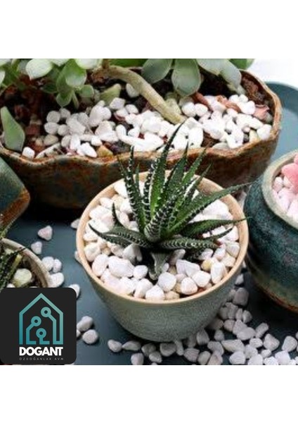 Peyzaj Saksı Dere Dolomit Teraryum Akvaryum Dere Taşı 2 kg