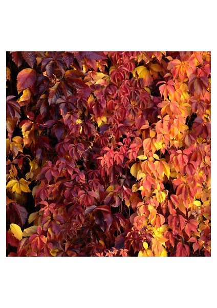 AMERİKAN SARMAŞIĞI - TIRMANICI ÇOK YILLIK BİTKİ fiyatları