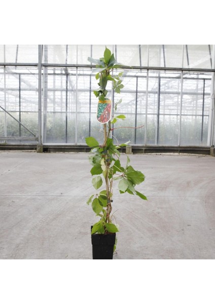 AMERİKAN SARMAŞIĞI - TIRMANICI ÇOK YILLIK BİTKİ modelleri