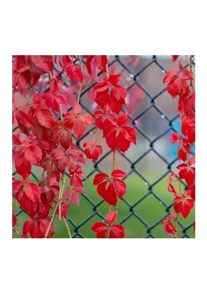 AMERİKAN SARMAŞIĞI - TIRMANICI ÇOK YILLIK BİTKİ fırsatları