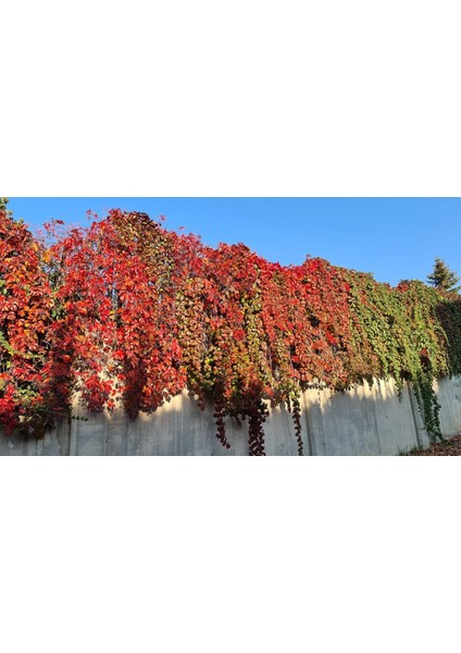 AMERİKAN SARMAŞIĞI - TIRMANICI ÇOK YILLIK BİTKİ indirimleri