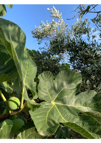 Bahçeden Kavanoza Lezzet-Yeşil İncir Reçeli modelleri