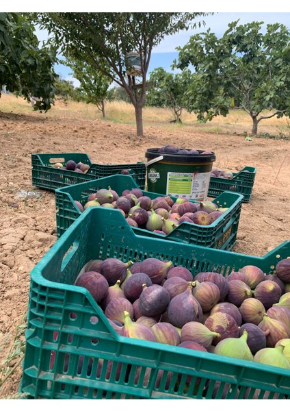 Bahçeden Kavanoza Lezzet-Yeşil İncir Reçeli fırsatları