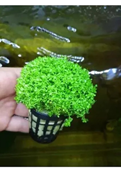 Micrhantemum Monte Carlo Akvaryum Zemin Bitkisi Akvaryum Bitkisi Canlı Akvaryum Bitkisi