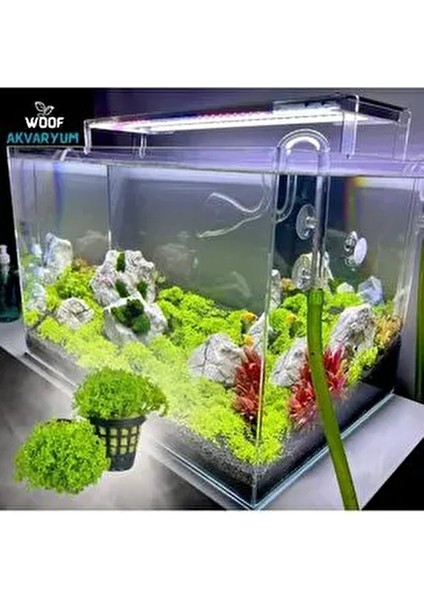 Micrhantemum Monte Carlo Akvaryum Zemin Bitkisi Akvaryum Bitkisi Canlı Akvaryum Bitkisi fiyatları