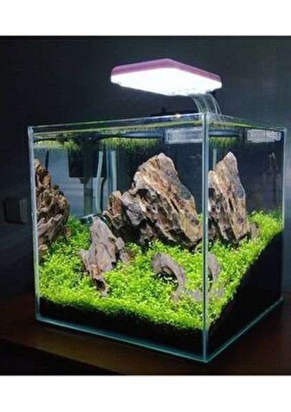 Micrhantemum Monte Carlo Akvaryum Zemin Bitkisi Akvaryum Bitkisi Canlı Akvaryum Bitkisi fırsatları