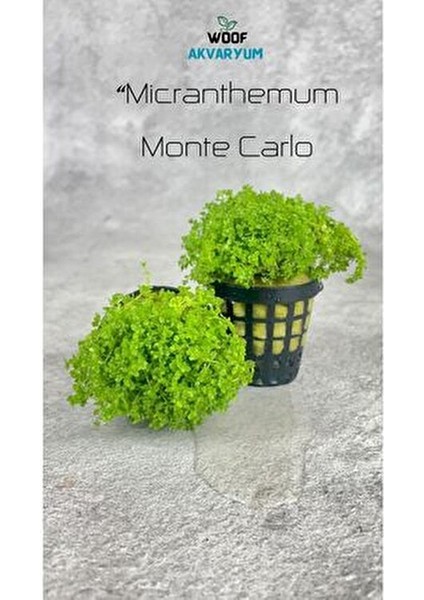 Micrhantemum Monte Carlo Akvaryum Zemin Bitkisi Akvaryum Bitkisi Canlı Akvaryum Bitkisi indirimleri