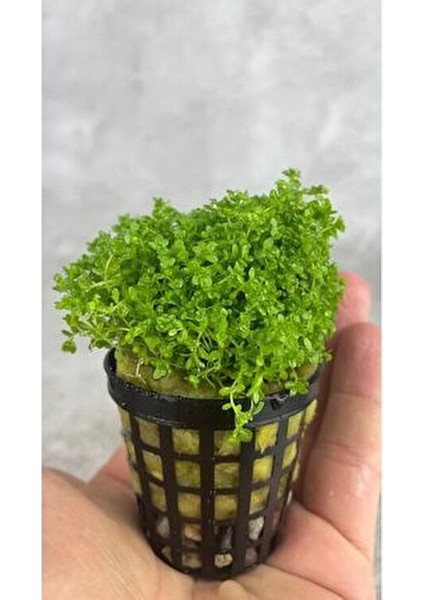 Micrhantemum Monte Carlo Akvaryum Zemin Bitkisi Akvaryum Bitkisi Canlı Akvaryum Bitkisi