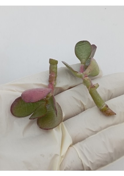 Feng Shui Şans Para Çiçeği 2 Adet Crassula Ovata Crosby's Compact