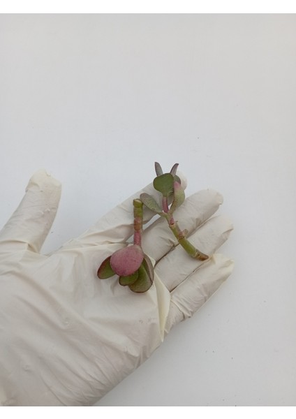 Feng Shui Şans Para Çiçeği 2 Adet Crassula Ovata Crosby's Compact fiyatları