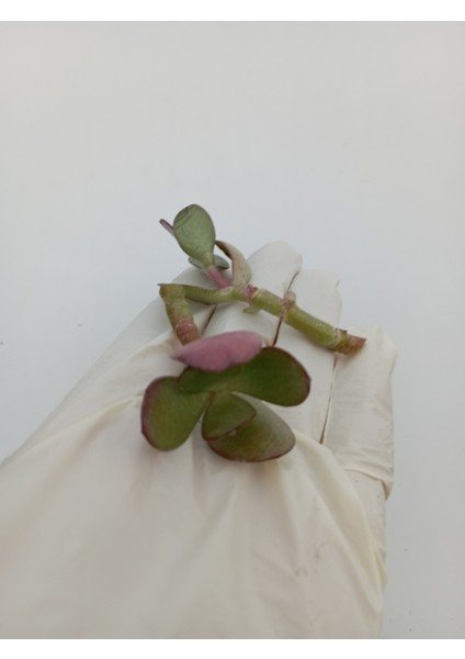 Feng Shui Şans Para Çiçeği 2 Adet Crassula Ovata Crosby's Compact modelleri