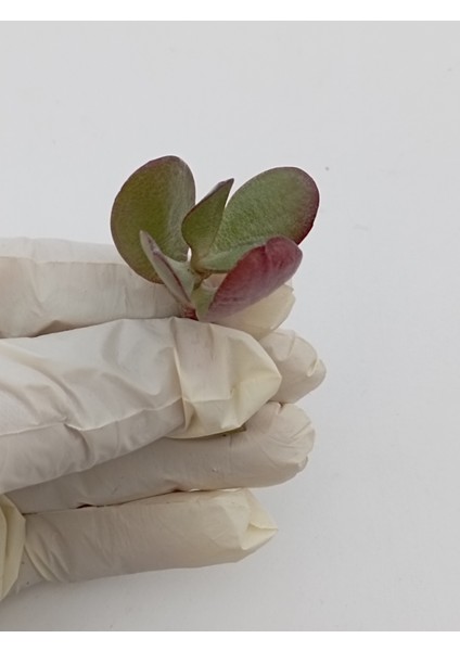 Feng Shui Şans Para Çiçeği 2 Adet Crassula Ovata Crosby's Compact fırsatları