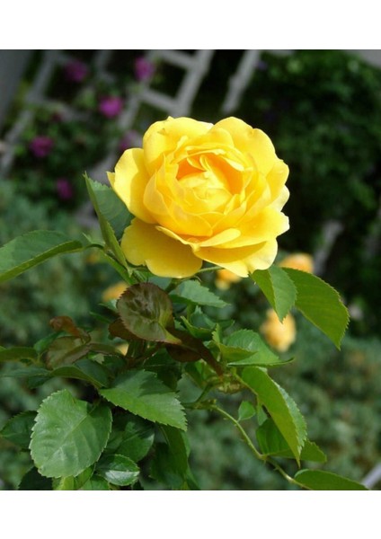 Yellow Sarı Gül Fidanı 2 Adet 10-20 cm