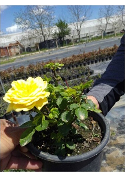 Yellow Sarı Gül Fidanı 2 Adet 10-20 cm modelleri