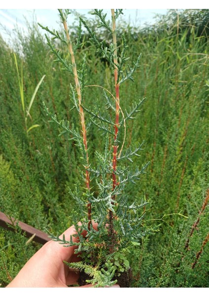 Hızlı Büyüyen Kara Servi Fidanı 2'li Set (30-50 Cm) - Mezar Servisi