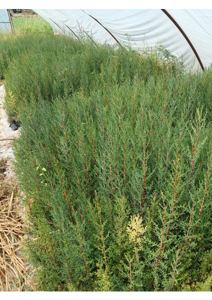 Hızlı Büyüyen Kara Servi Fidanı 2'li Set (30-50 Cm) - Mezar Servisi modelleri