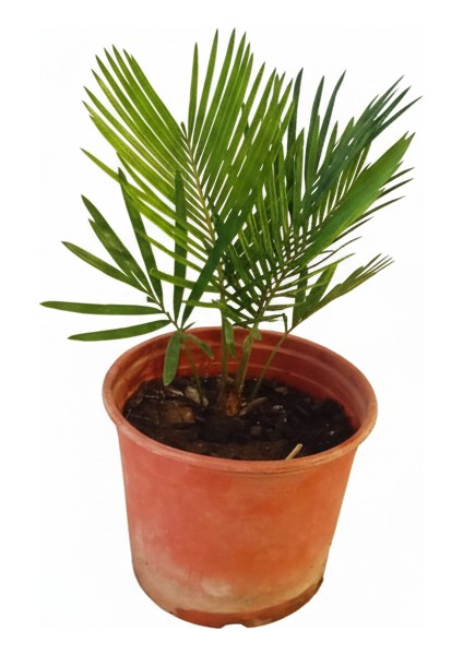 30-45 cm Sikas Bitkisi (Japon Sikası) - Canlı Salon Palmiyesi