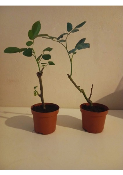 Ikili Aşılı Sürpriz Renk Gül Fidesi (10-20 Cm) - Bahçe, Balkon Için Saksısında Canlı Gül Fidanı