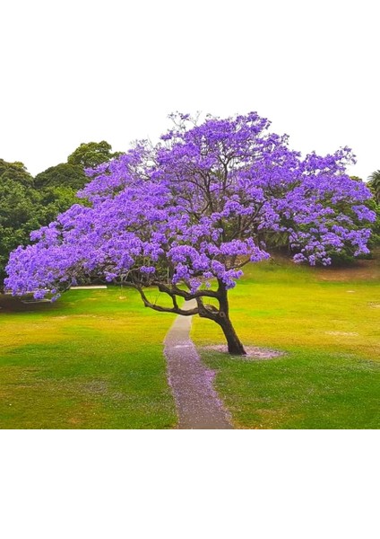 Mor Çiçekli Jakaranda Ağacı ( Jacaranda Mimosifolia) Fidanı - Bahçe, Peyzaj Için Ideal Fidan