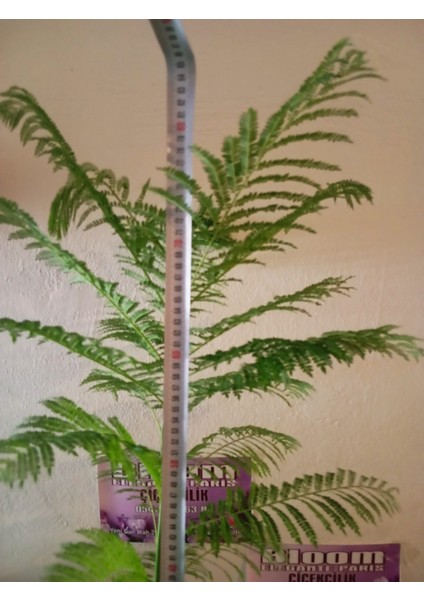 Mor Çiçekli Jakaranda Ağacı ( Jacaranda Mimosifolia) Fidanı - Bahçe, Peyzaj Için Ideal Fidan modelleri